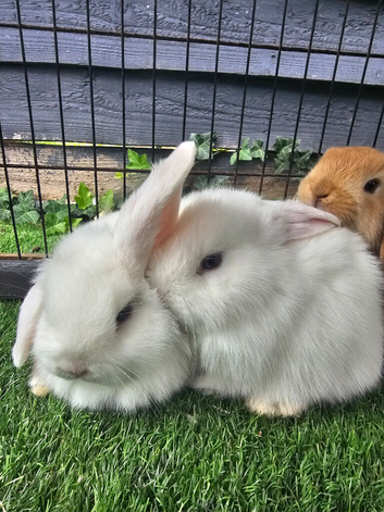 Mini lops
