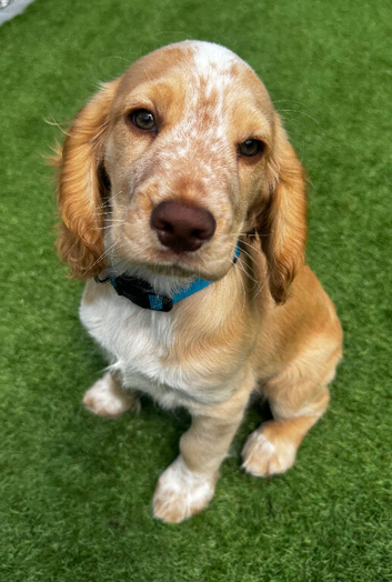 Golden - with roan points WCS puppy