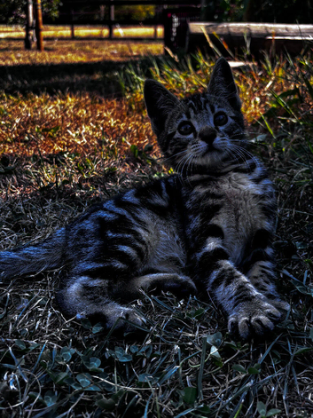 Part bengal kittens ready for loving homes