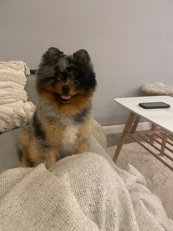 Black merle tri Pomeranian
