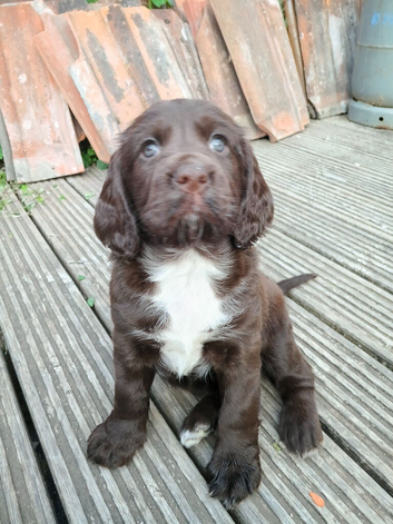Sproker puppy's