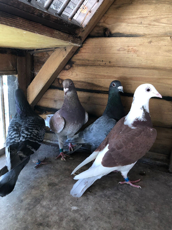 Coloured Racing pigeons for sale