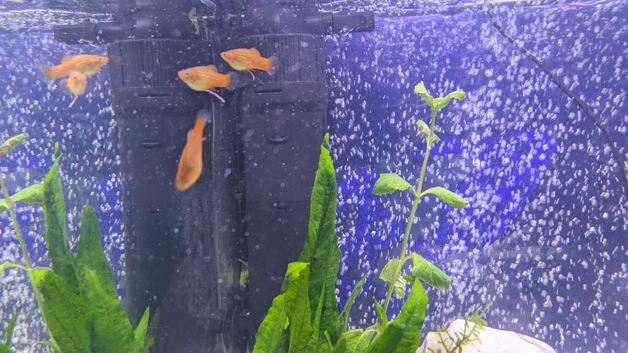 Platy free