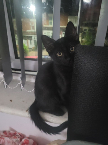 Kittens for sale
