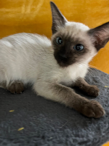 Female Siamese kitten