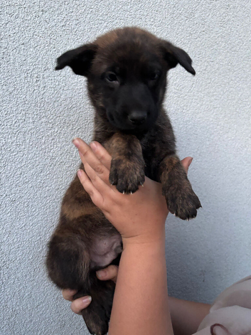 Dutch X German Shepherd puppies