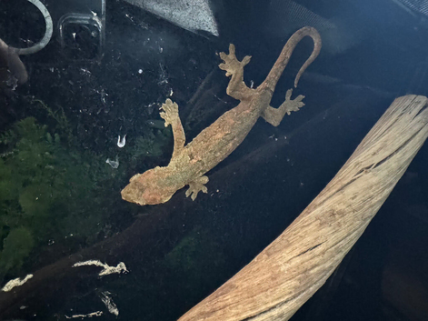 Mossy Gecko