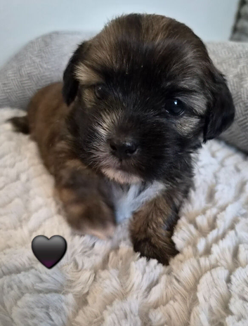 Beautiful shorkie puppies (Shih-tzu x Yorkshire terrier)- family raised