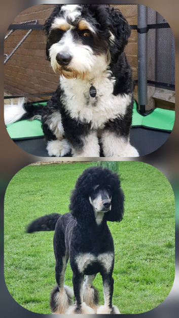 WAITING LIST...Midi bernedoodles