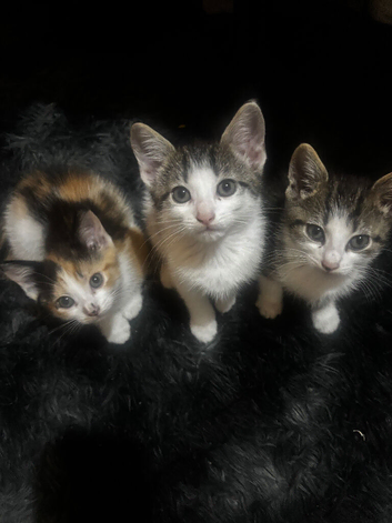 kittens for sale