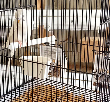 Budgies