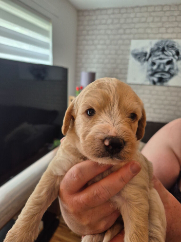 Labradoodle puppies