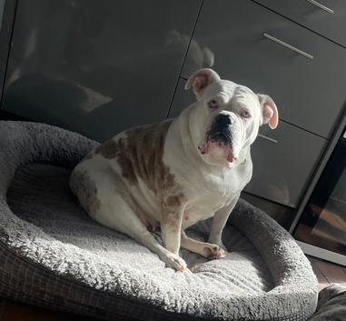 old tyme bulldog