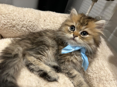 Stunning Golden Shaded Persian KittenTeddy Bear