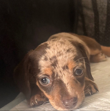 04/09/26 Ready now Chiweenie puppies Minature dachshund x chihuahua