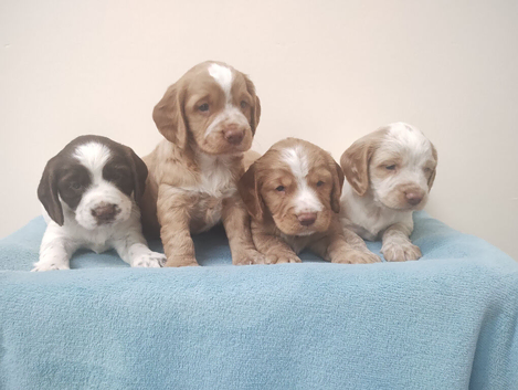 Cocker Spaniel Puppies Top Quality