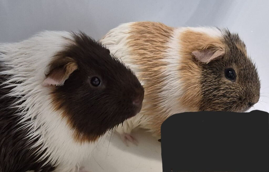 Ginepig for new home