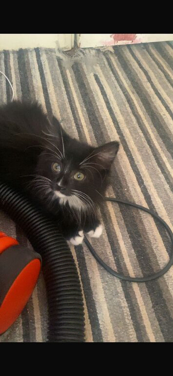 2 kitten left