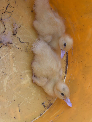 2 muscovy ducklings
