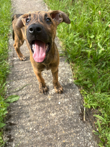 Belgium Malanois x Mastiff X German Shepheard