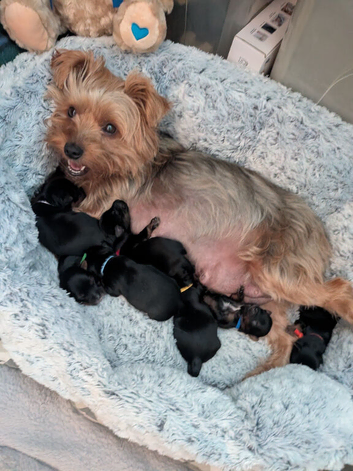 ANMACO  Pups have Arrived!