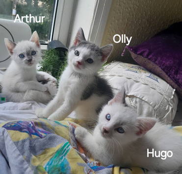 blue and white ready now - 1 boy left, ready now