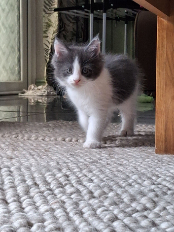 **Beautiful Maine Coon Kittens for Sale**