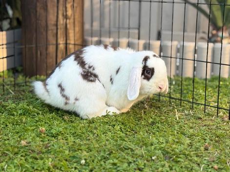 Male Mini Lop &bull; Broken Choc VM