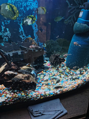Plecos