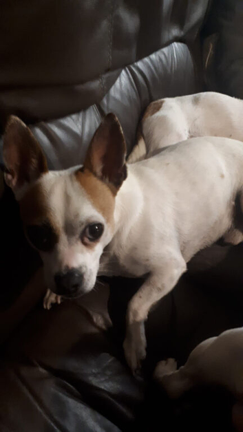 Male Jackawawa for sale