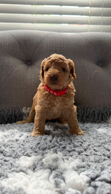 F1BB 3rd generation. miniature labradoodles