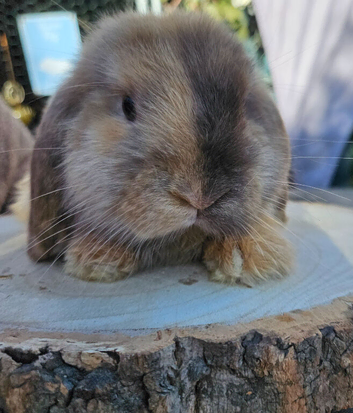 Mini lop