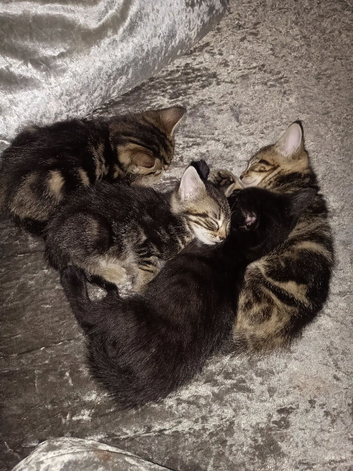 4 female tabby kittens and 1 black male
