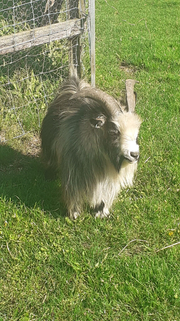 Pedigree billy goat for sale