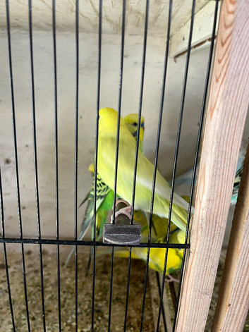 Adult and baby budgies, Chinese painted quail
