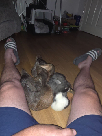3x indian runner drakes