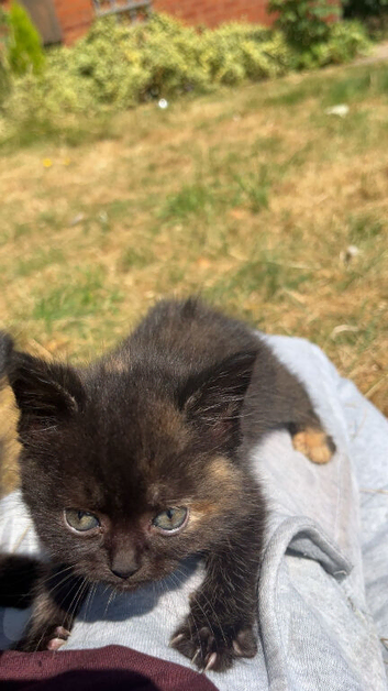 Kitten