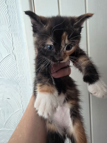 Beautiful mixed Long‑Haired Kittens &ndash; 3 Boys & 3 Girls