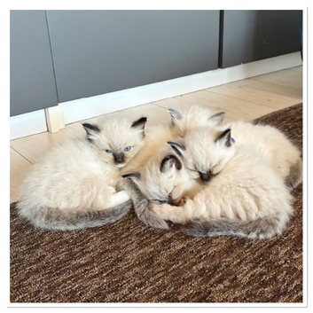 6 gorgeous Ragdoll kittens ready to leave now 2 boys and 4 girls