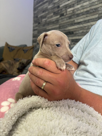 3/4 Italian greyhound x 1/4 whippet