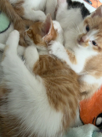 Kittens