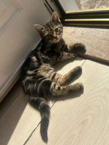 10 week old kittens looking for a forever loving home