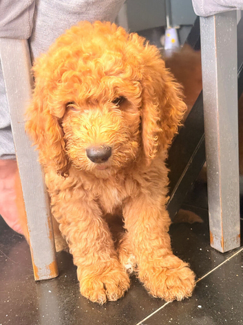 READY NOW&hellip;&hellip;Gorgeous Mini Goldendoodles