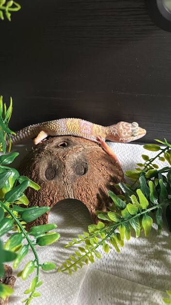 albino leopard gecko