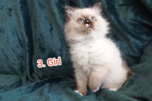 Ragdoll kittens available