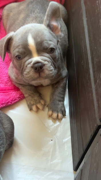 Meet Grey, our handsome Blue French Bulldog boy!