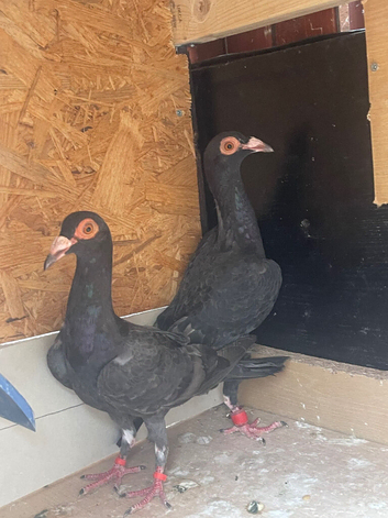 A pair,four months old. Carrier pigeon