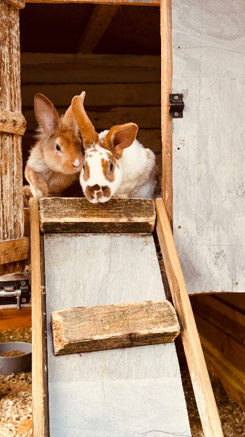 Baby Rabbits (Rex)