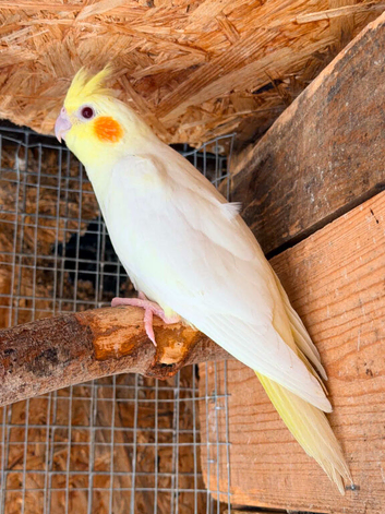 Baby cockatiels