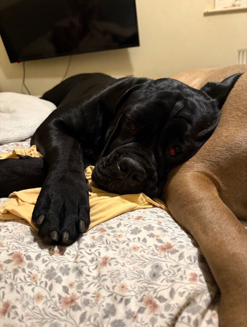 23 month old Cane Corso female